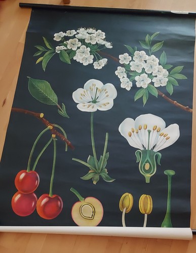 Rollkarte leyboldkirschbaum - rollkarte,