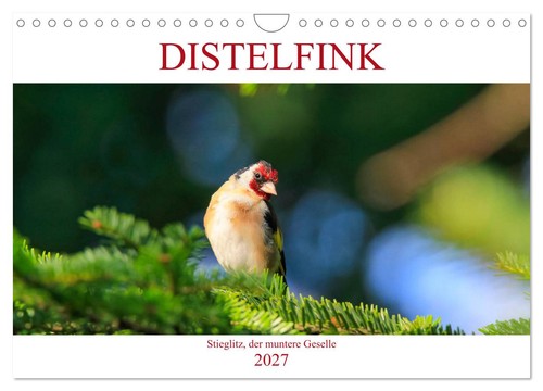 Distelfink wandkalender 2027 - (wandkalender,