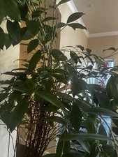 Ficus benjamina - benjamina, (birkenfeige)