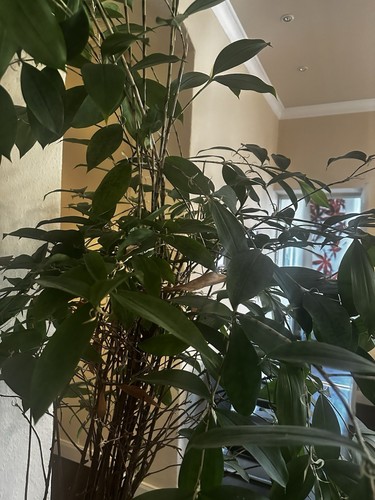 Ficus benjamina - benjamina, (birkenfeige)