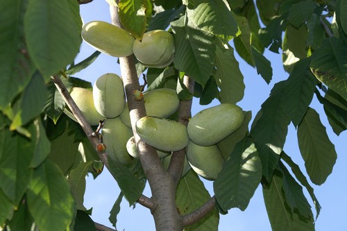Asimina triloba prima 1216 - asimina, 1216'®