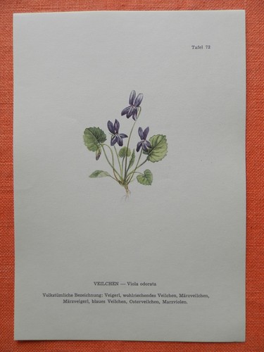 Duftveilchen - (viola, odorata)
