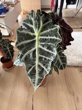 Alocasia Polly  Pflanze groß