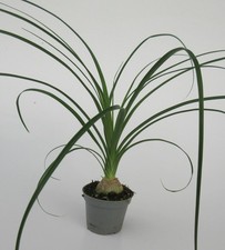 Beaucarnea recurvata -