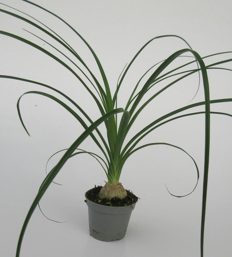 Beaucarnea recurvata - ,