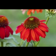 Echinacea purpurea 'Lakota™ Red' - Garten-Scheinsonnenhut 'LaKota® Red' - 11cm…