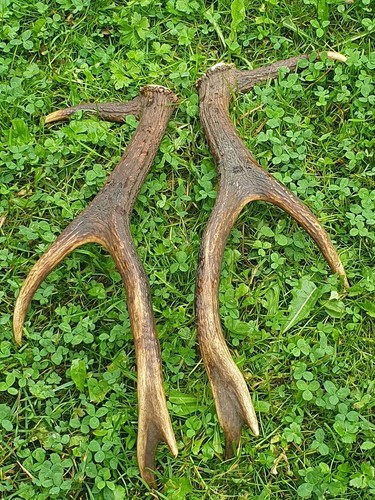 Abwurfstangen geweih - abwurfstangen,
