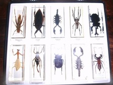 Mini Biester Sammlung von