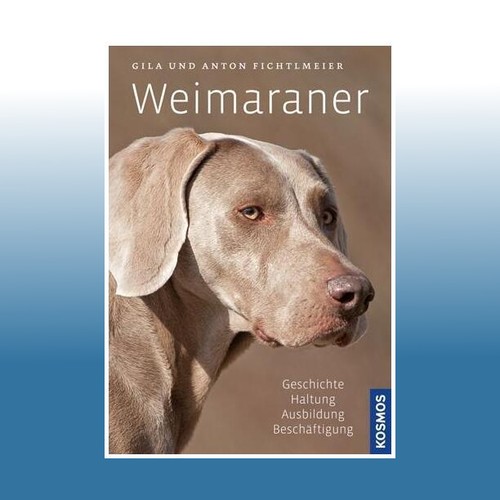Weimaraner gila fichtlmeier - weimaraner,