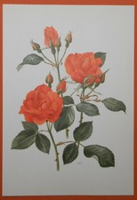 Diablotin  Rose Offset-Lithographie Anne Marie Trechslin 1961 Roses