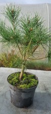 Bonsai,  Kiefer, Pinus sp. im 3 Liter Topf