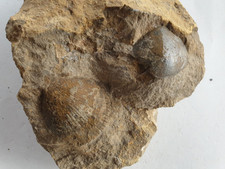 Unpräp. Pseudopecten + Chlamys Stufe - Lias gamma - Sulzkirchen - alte Sammlung