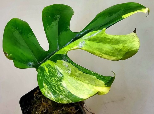 Sehr schöne rhaphidophora - sehr,