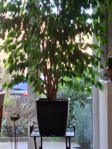 Schöner ficus benjamin - schöner,