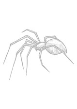 Autoaufkleber Sticker Spinne