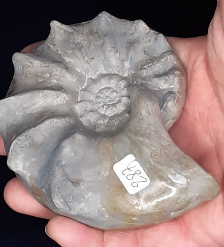 Schöner ammonit ceratites - schöner,