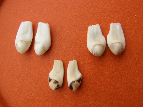 Paare hirsch grandeln - 3,