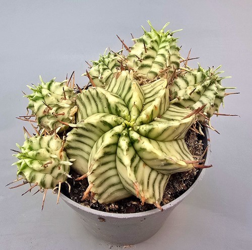 Schöne euphorbia meloformis - schöne,
