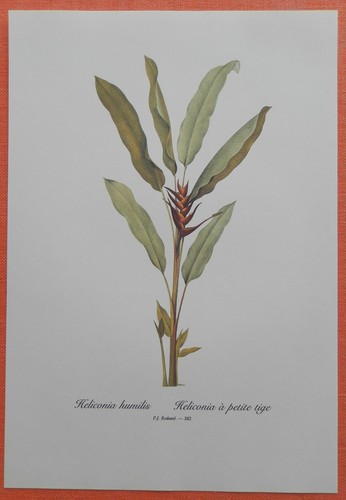 Heliconia humilis hummerschere - heliconia,