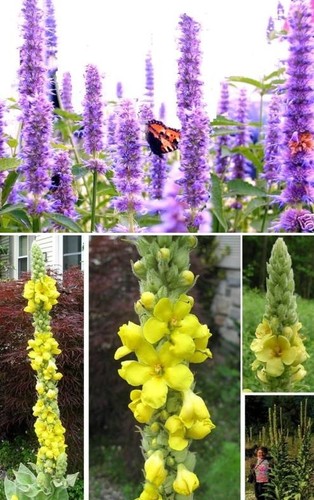 Schmetterlingsblumen-Samen-Sor