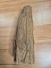 Steht  extravagant Wurzel