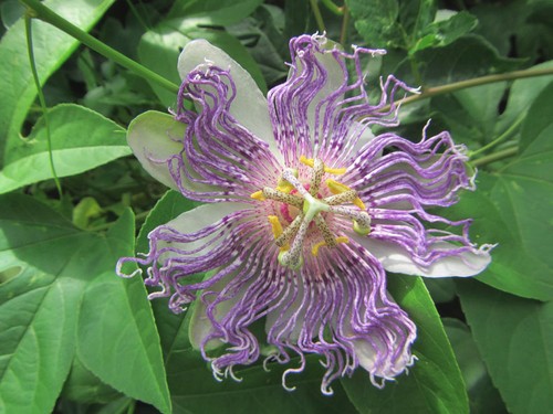 Passionsfrucht passiflora - passionsfrucht,
