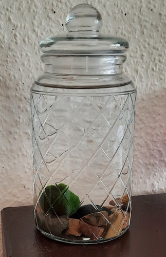 Mooskugel pflanze aquarium - mooskugel,