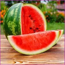Türkische Wassermelone Adana 10 Samen Wassermelone Samen Melone Samen
