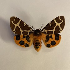 Entomologie*Actia caja*Ex