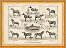 Trakehnen Trakehner Reitpferde Warmblut Pferd 1898 Pferde & Reiter 06 Gerahmt