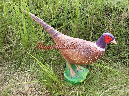 Fasan hühnervögel jagd - hÜhnervÖgel,