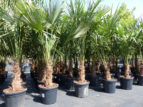 Xxl palme winterhart - xxl,