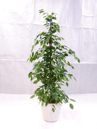 Palmenlager xl ficus - xl,