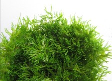 In-Vitro Riccia fluitans -Teichlebermoos Wasserpflanze Aquarienpflanze Moos Moss