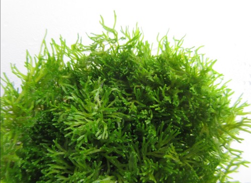 Vitro riccia fluitans - in-vitro,