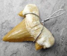 🦈 Fossiler Hai Zahn