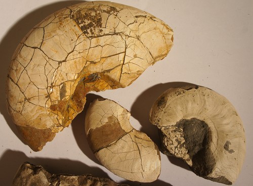 Leioceras opalinum - leioceras,