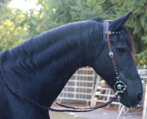 Tolle einohrtrense mit strass - einohrtrense,