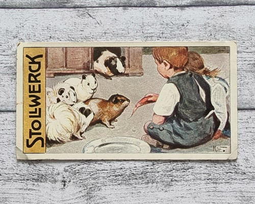 Meerschweinchen nagetiere 456 - meerschweinchen,