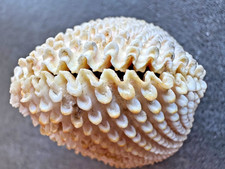 Cardiidae Muschel ca. 48 mm