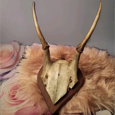 Rehbock Geweih Gehörn auf Holzscheibe zum Aufhängen, Deko Jagd