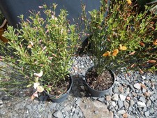 Ginster cytisus rot - ginster, cytisus,