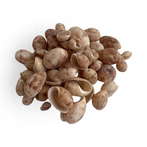 Aquarium muscheln dekorative - aquarium,