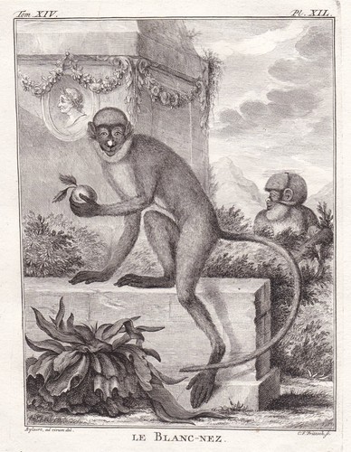 Spot nosed monkey - spot-nosed,