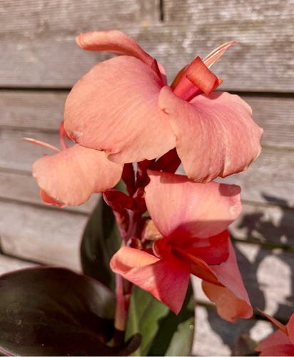 Canna mango - canna, „mango“