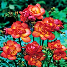 Zwiebel Blumenzwiebel Kübelpflanze Staudenbeet Gefüllte Freesie rot 10 St.