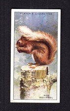 40662/ John Player´s – Animals of the Countryside - No 34 – Red Squirrel