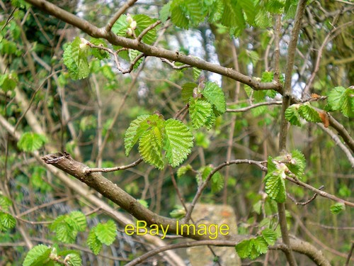 Foto 6x4 ulmenlaub wächst - 6x4,