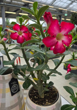 Wüstenrose - adenium obesum - Pflanze - 8 Jahre (Bild 2)