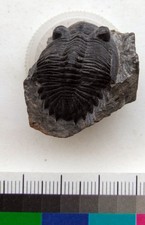 Trilobit, Hollardops ? sp